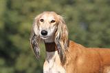 SALUKI 082